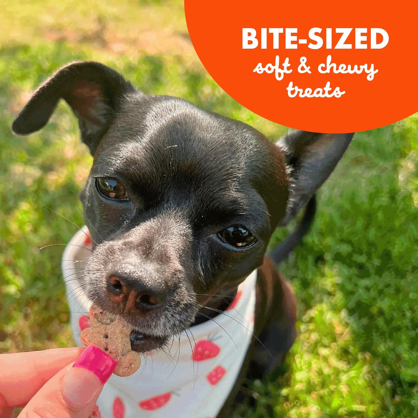 Whole Grain Soft & Chewy Dog Treats with Peanut Butter - Made in the - 20 Oz.