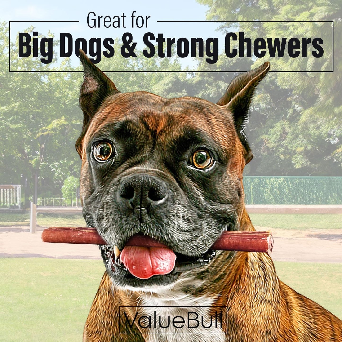 Bully Sticks for Dogs, Thick 6 Inch, 25 Count - All Natural Dog Treats, 100% Beef Pizzles, Single Ingredient