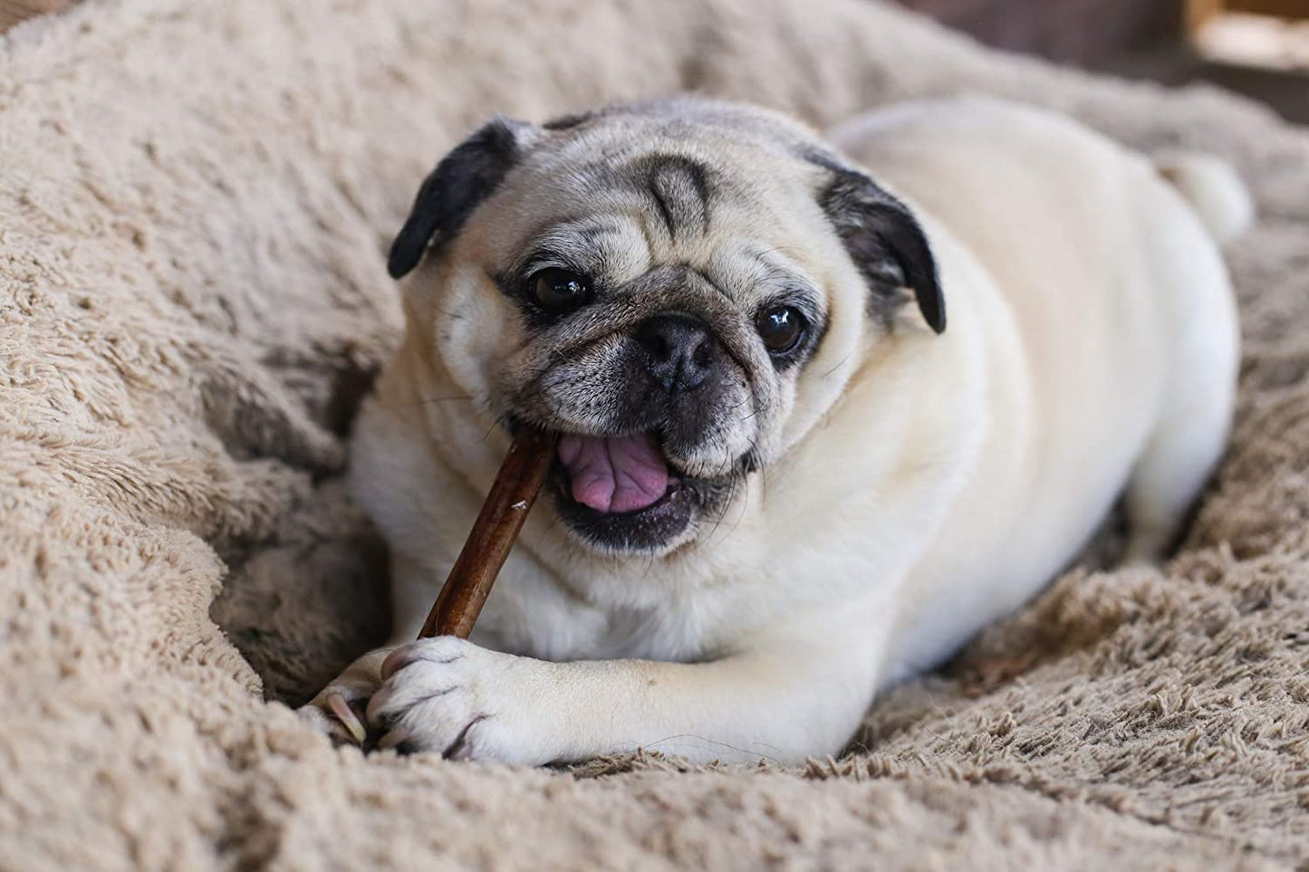 6” Bully Sticks –100% Natural, Grass-Fed Beef from Free-Ranging Cattle, 25 Pack, Long Lasting Dog Treats. Ideal for Chewing, Healthy Teeth & Gums