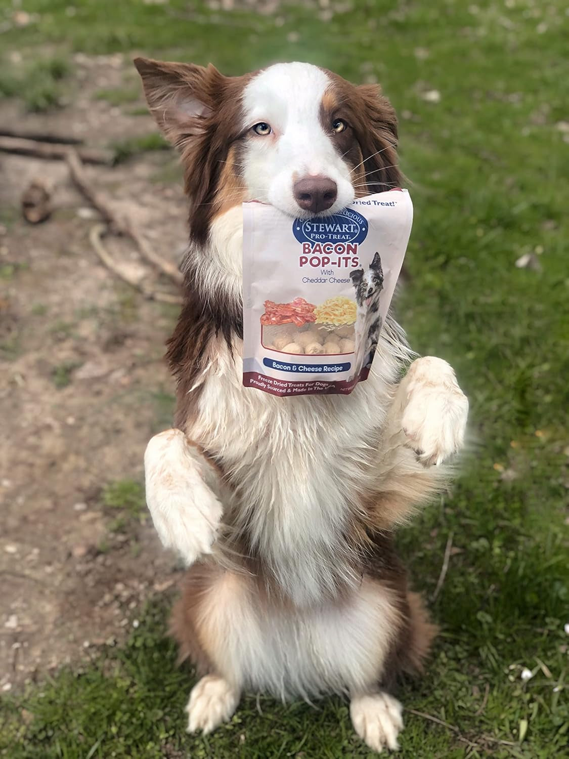 Bacon Pop-Its Dog Treats Made in the USA (Limited Ingredient Freeze Dried Dog Treats) Resealable Tub to Preserve Freshness, Bacon & Cheese Recipe, 2.8 Oz.