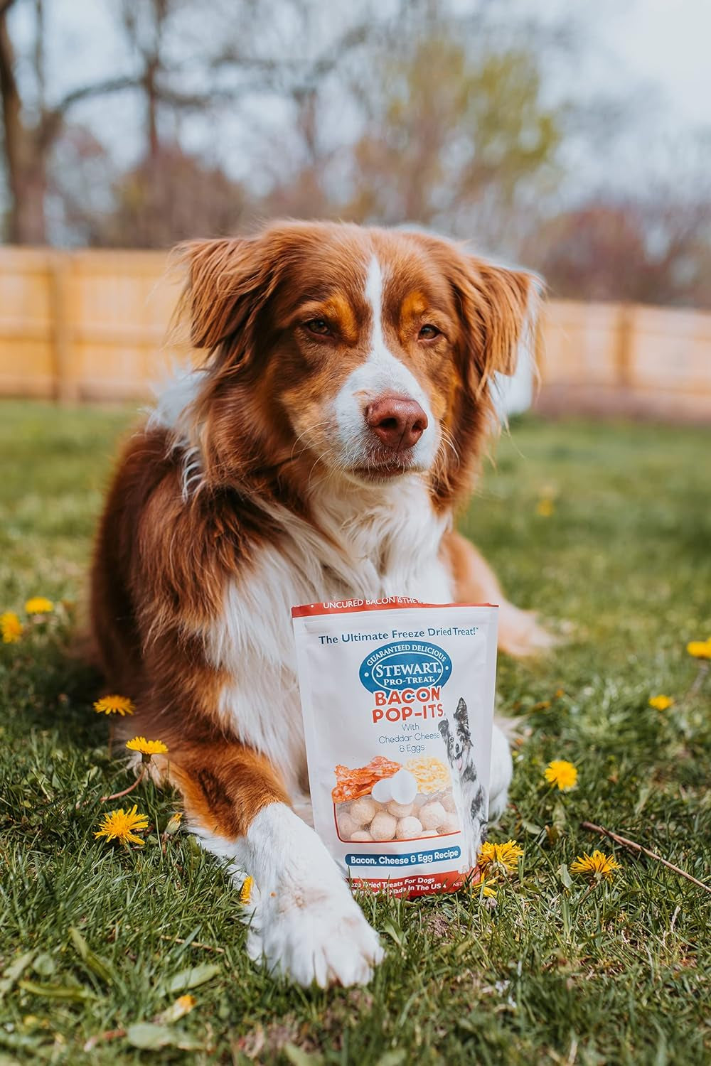 Bacon Pop-Its Dog Treats Made in the USA (Limited Ingredient Freeze Dried Dog Treats) Resealable Tub to Preserve Freshness, Bacon, Egg, & Cheese Recipe, 2.8 Oz.