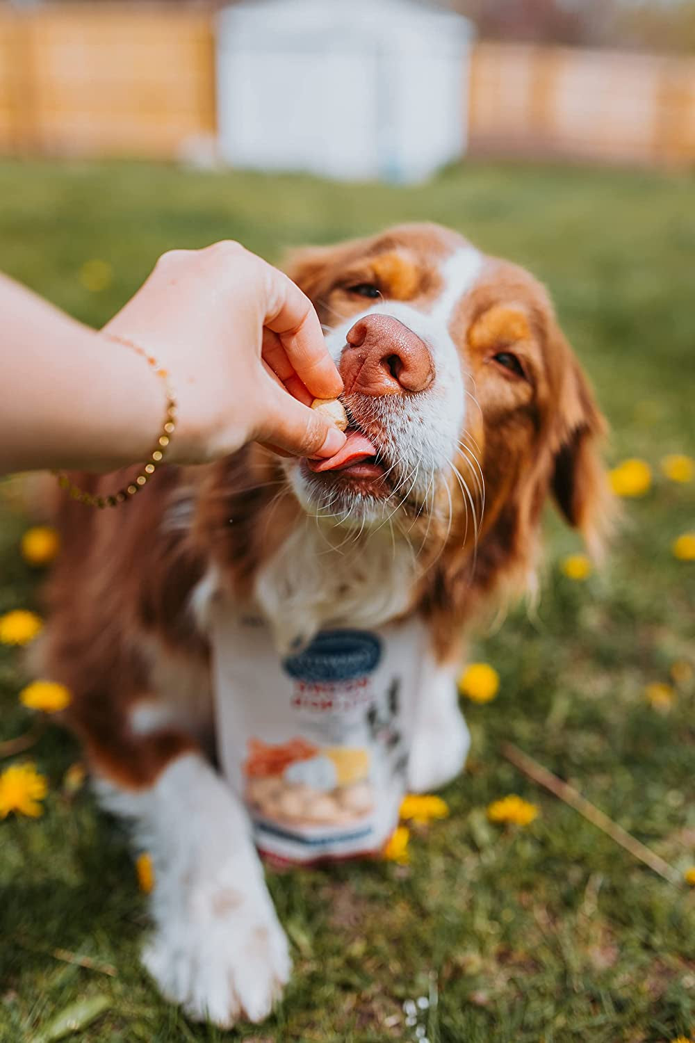 Bacon Pop-Its Dog Treats Made in the USA (Limited Ingredient Freeze Dried Dog Treats) Resealable Tub to Preserve Freshness, Bacon, Egg, & Cheese Recipe, 2.8 Oz.